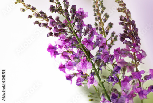 bunch of lavender flowers