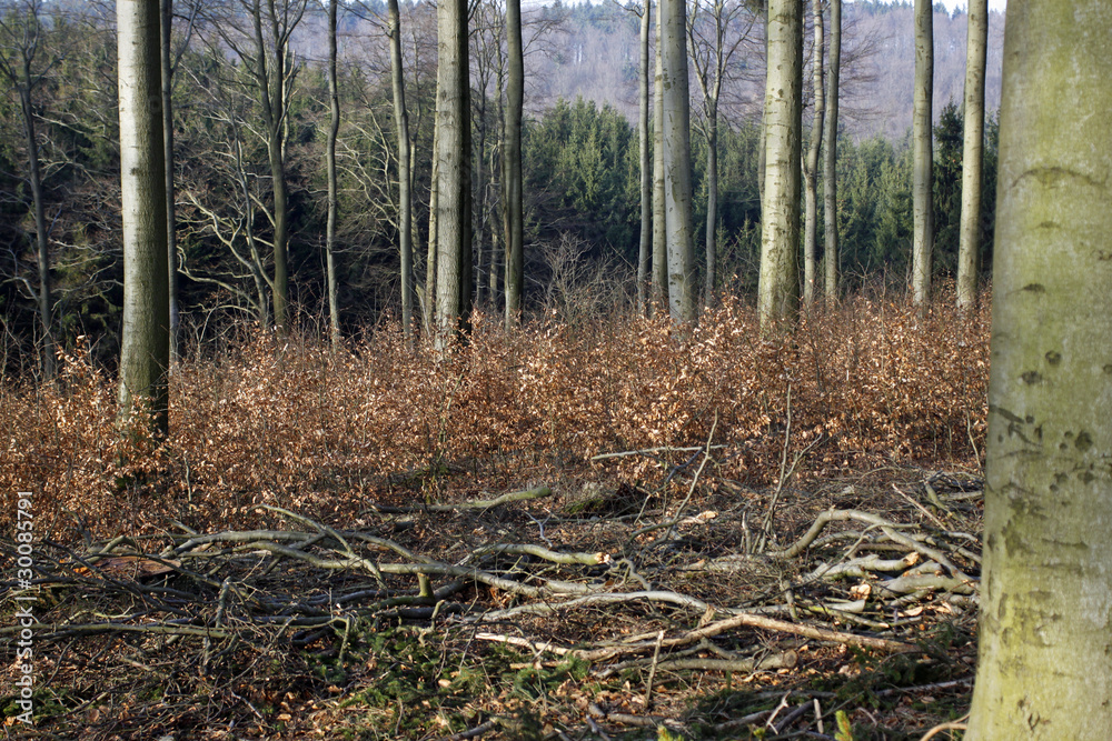 Nachwachsende Rotbuchen auf einer Waldlichtung im Herbst Nachwachsende Rotbuchen auf einer Waldlichtung im Herbst