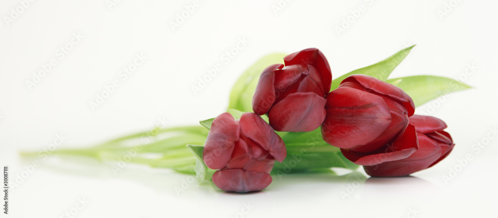 tulpenstrauss tulpenstrauss