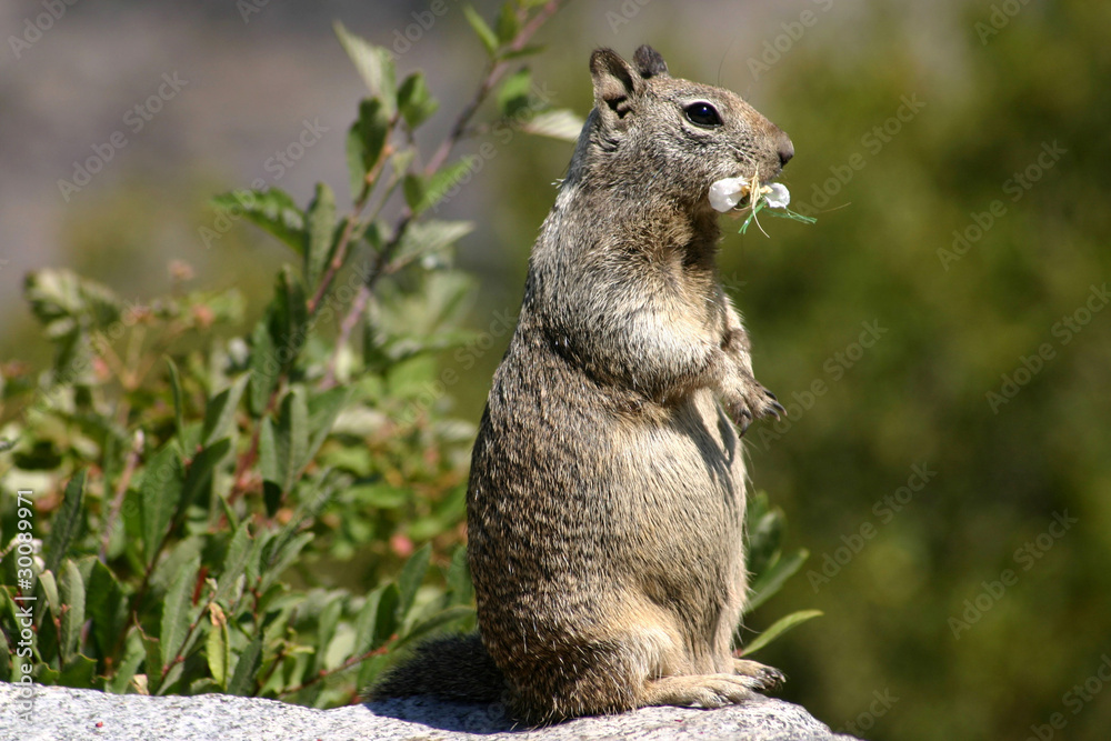 Fototapeta premium Chien de Prairie