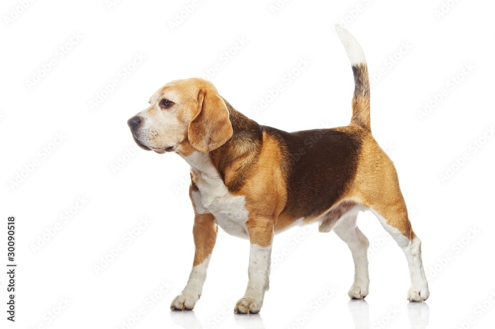 Beagle dog isolated on white background