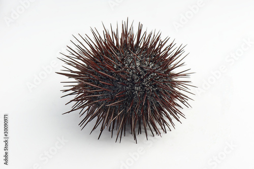 urchin on a hand
