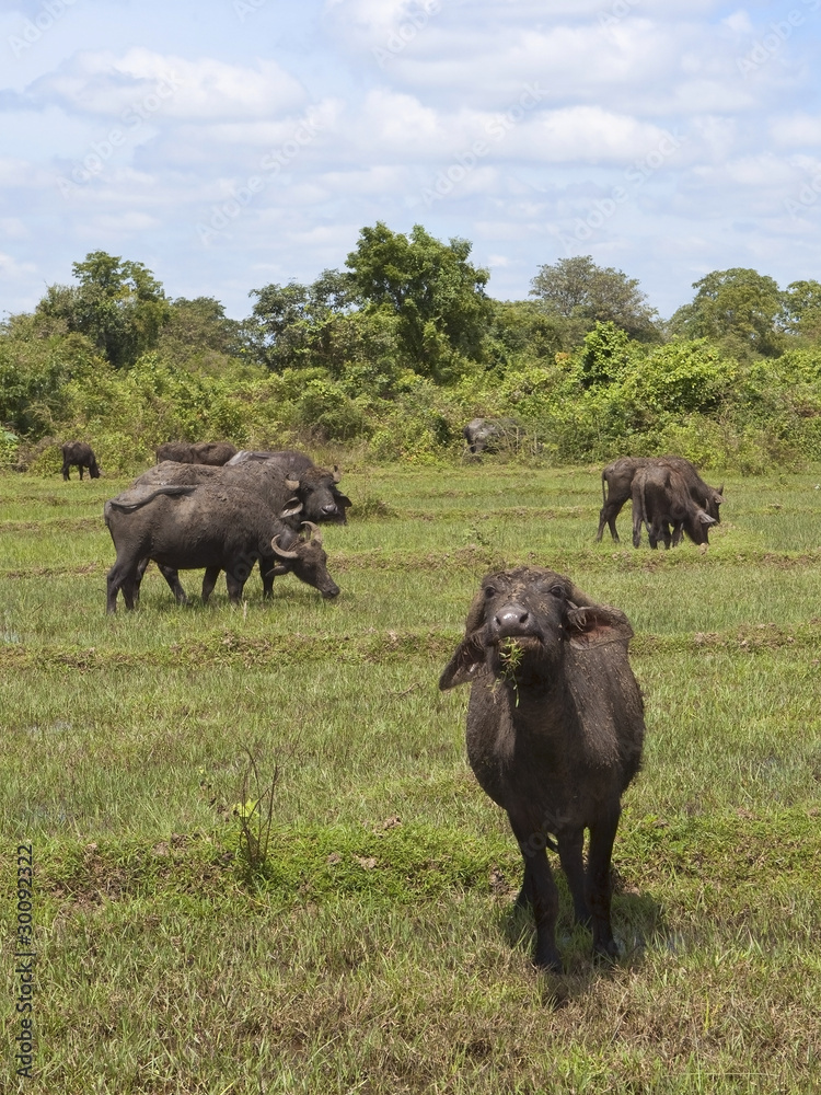 young water buffalo young water buffalo