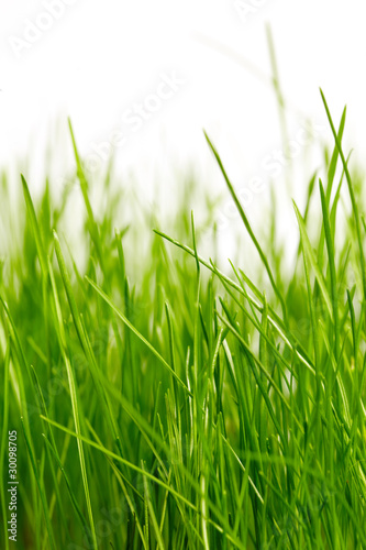 grass background