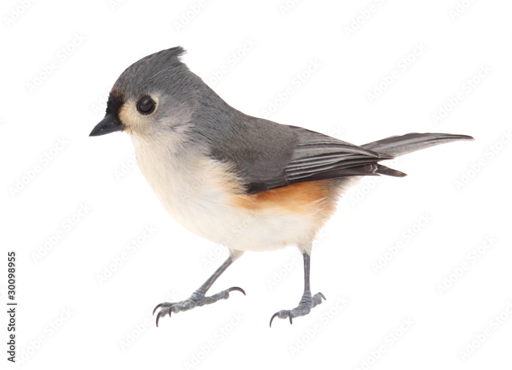 Obraz premium Tufted Titmouse, Baeolophus bicolor, isolated