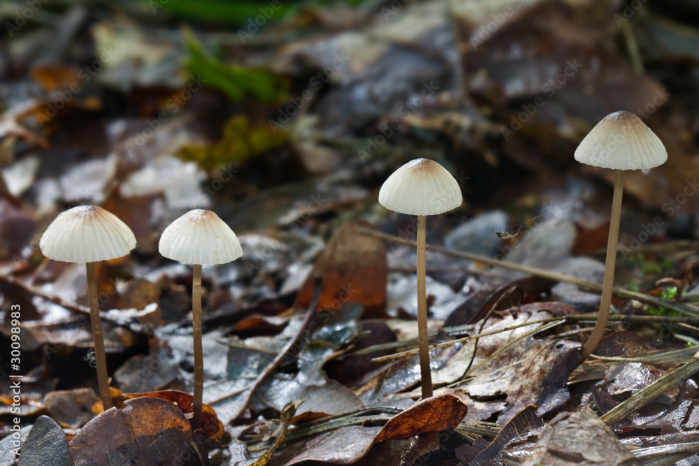 Four Milking Bonnets (Mycena galopus) and a spider Four Milking Bonnets (Mycena galopus) and a spider