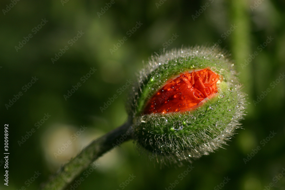 Naklejka premium Poppy