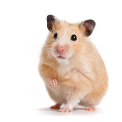 hamster
