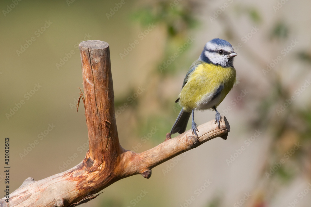 Blue Tit