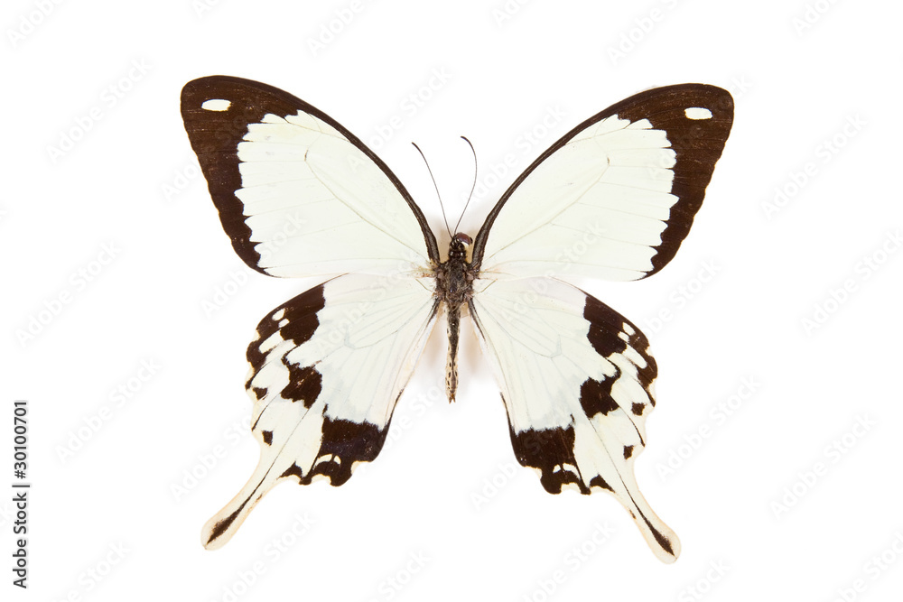 Obraz premium Black and white butterfly Papilio dardanus isolated