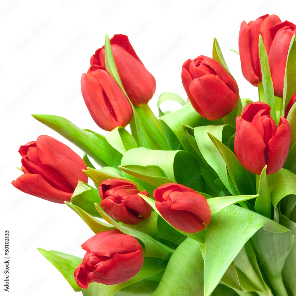 tulips tulips