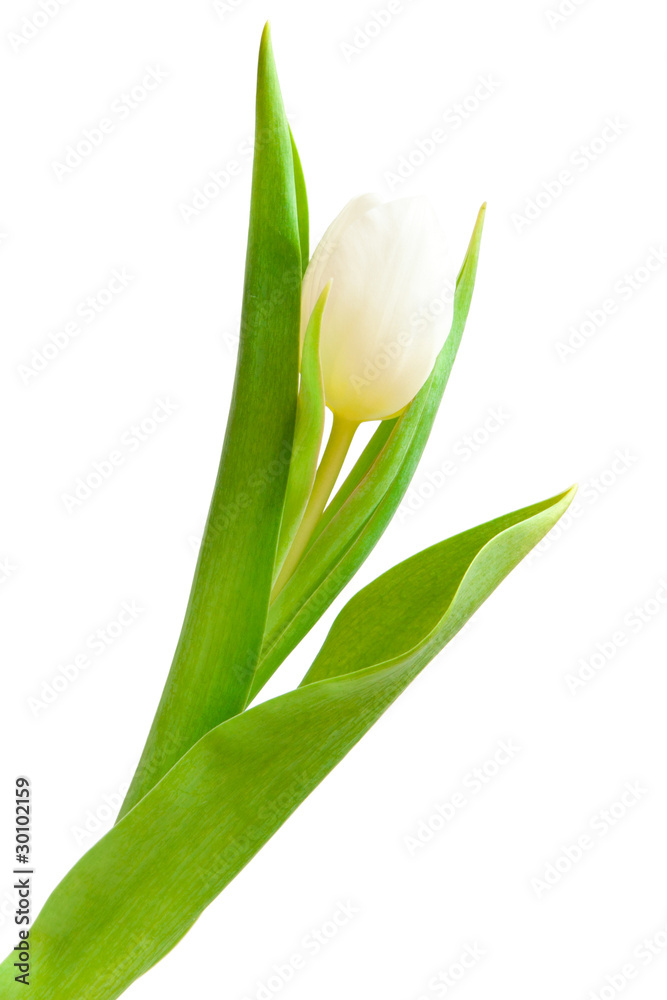 white tulip white tulip