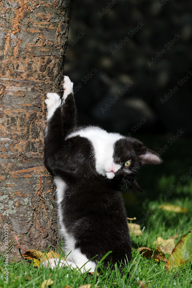 Schwarze Katze am Baum