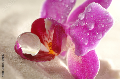 Fototapeta Naklejka Na Ścianę i Meble -  Orchidee auf Sand mit Wassertropfen