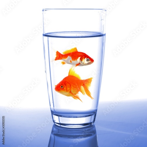 goldfish in glass water