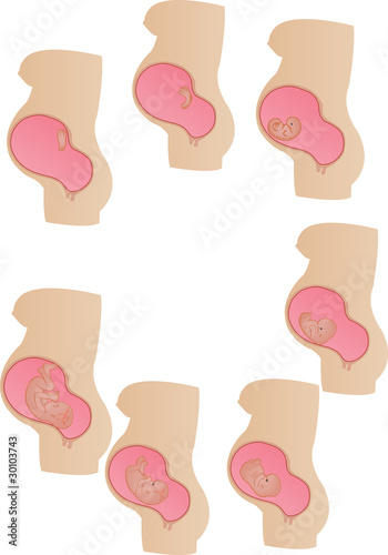 Vector illustration stages of development of a germ