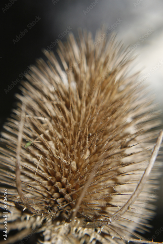 teasel seed head.Dipsacus fullonum