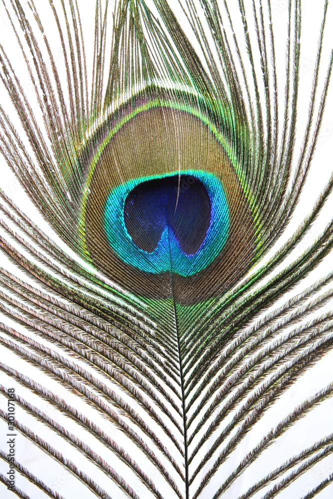 Obraz premium peacock feather