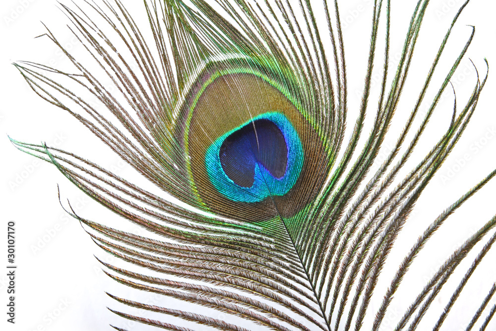 Fototapeta premium peacock feather