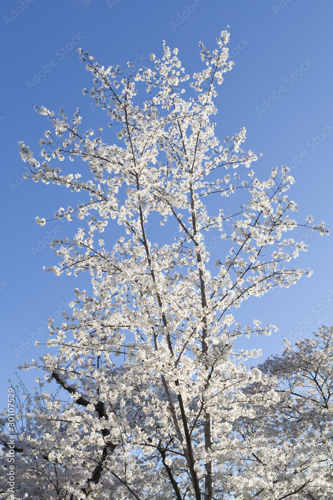 Japanese Cherry Tree Bloom Spring Washington DC