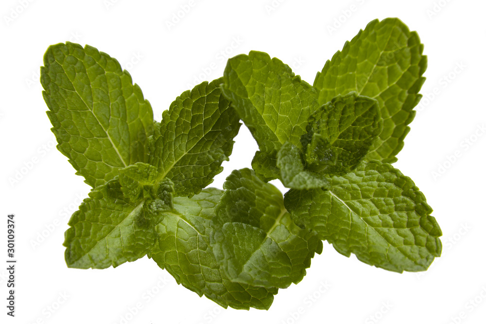 Mint on a white background Mint on a white background