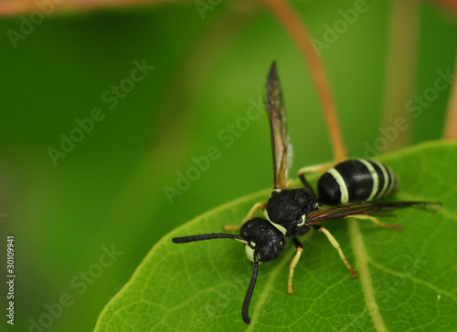 Mini wasp on a leaf © cypherlou