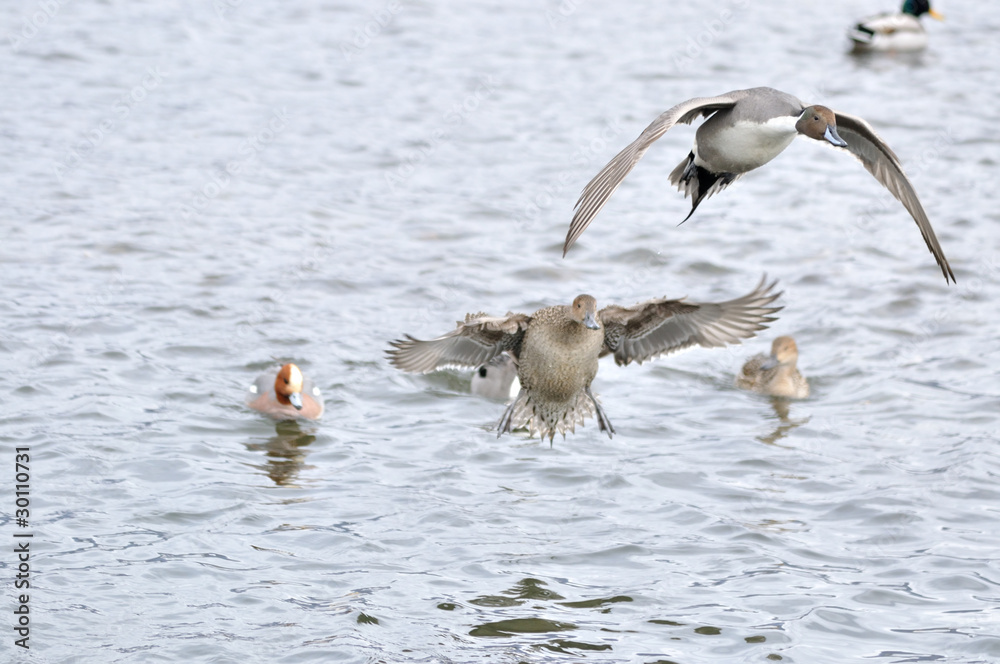 Naklejka premium カモ