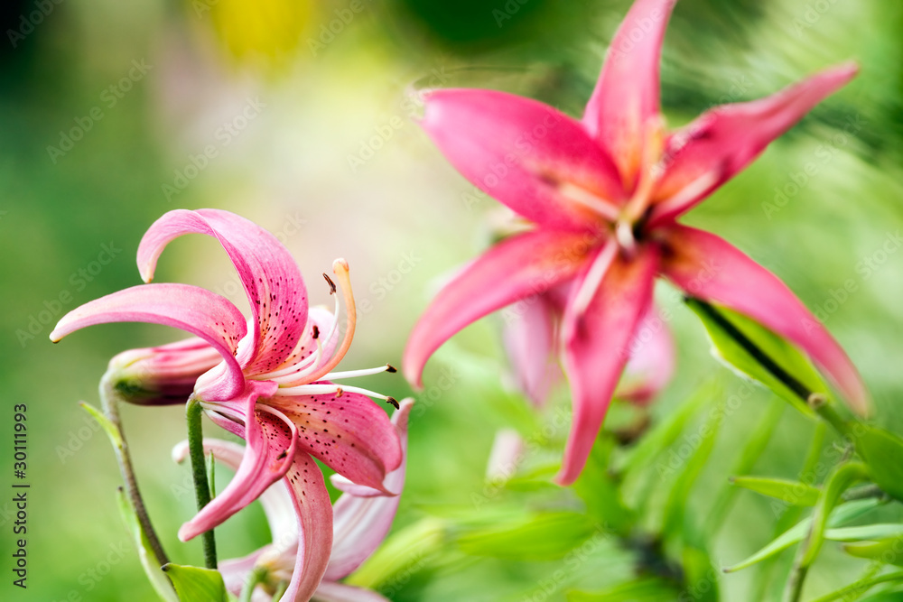 Two pink lilies in grass