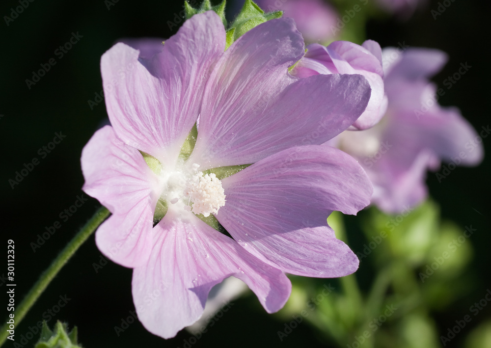 a beautiful lavatera flowers ( growing wild mallow)