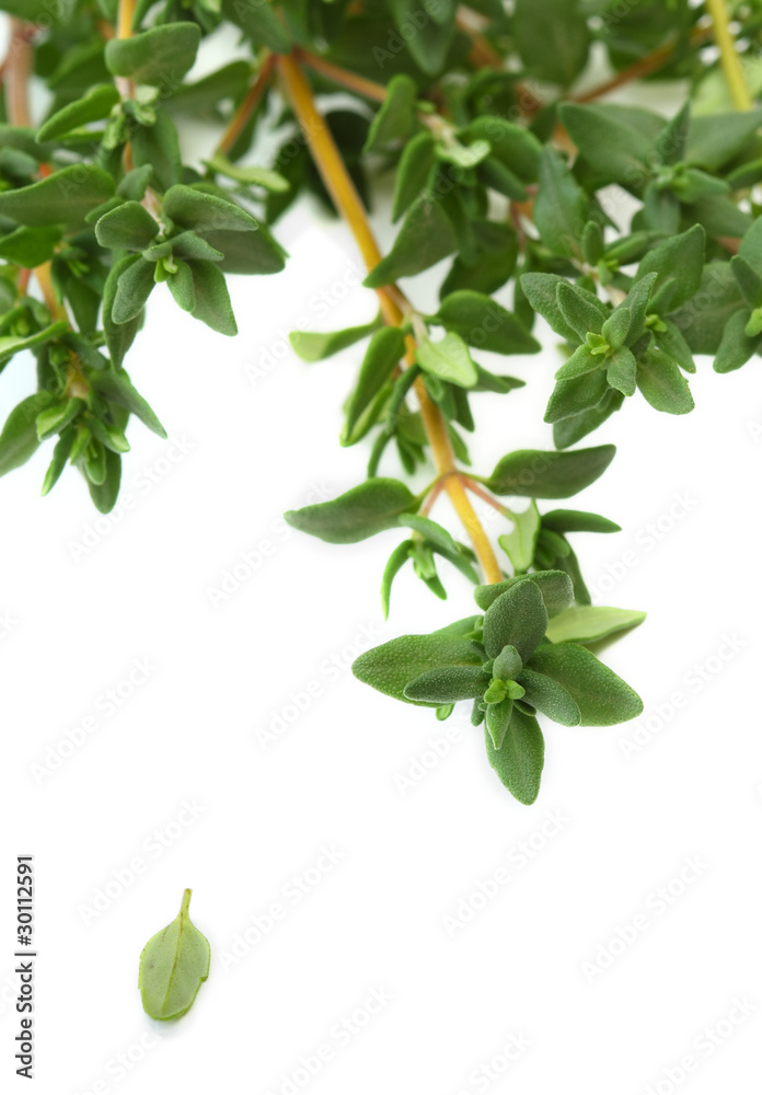Obraz premium Thyme