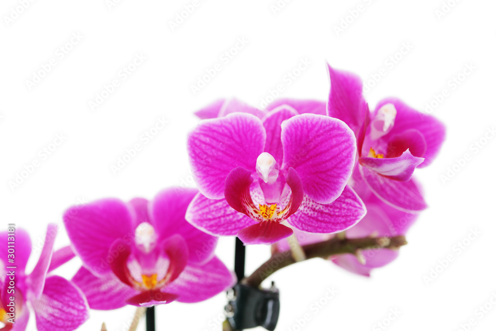 Obraz premium pink orchid