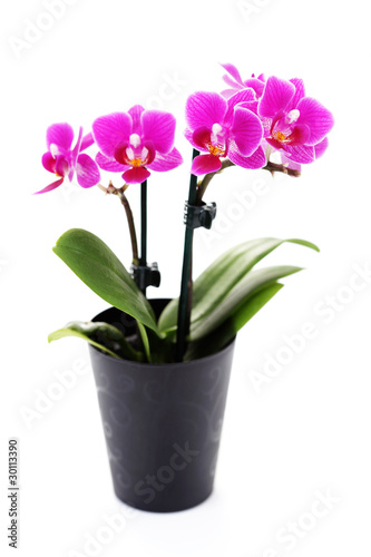 Fototapeta Naklejka Na Ścianę i Meble -  pink orchid