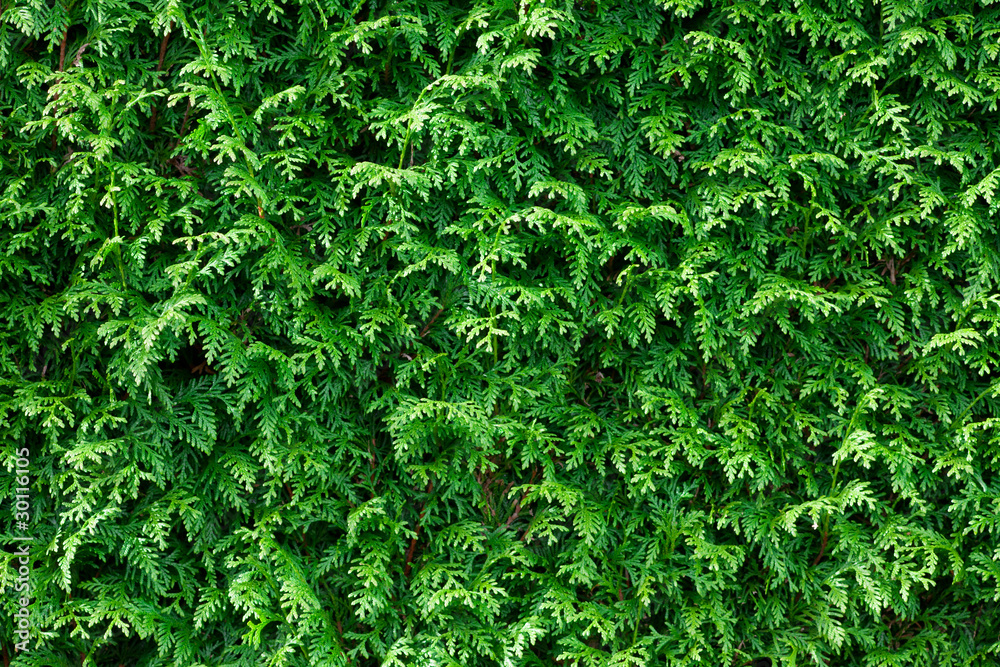 Obraz premium Green Thuja Hedge Background