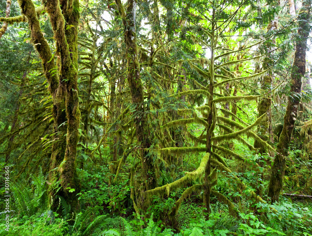 Green forest Green forest