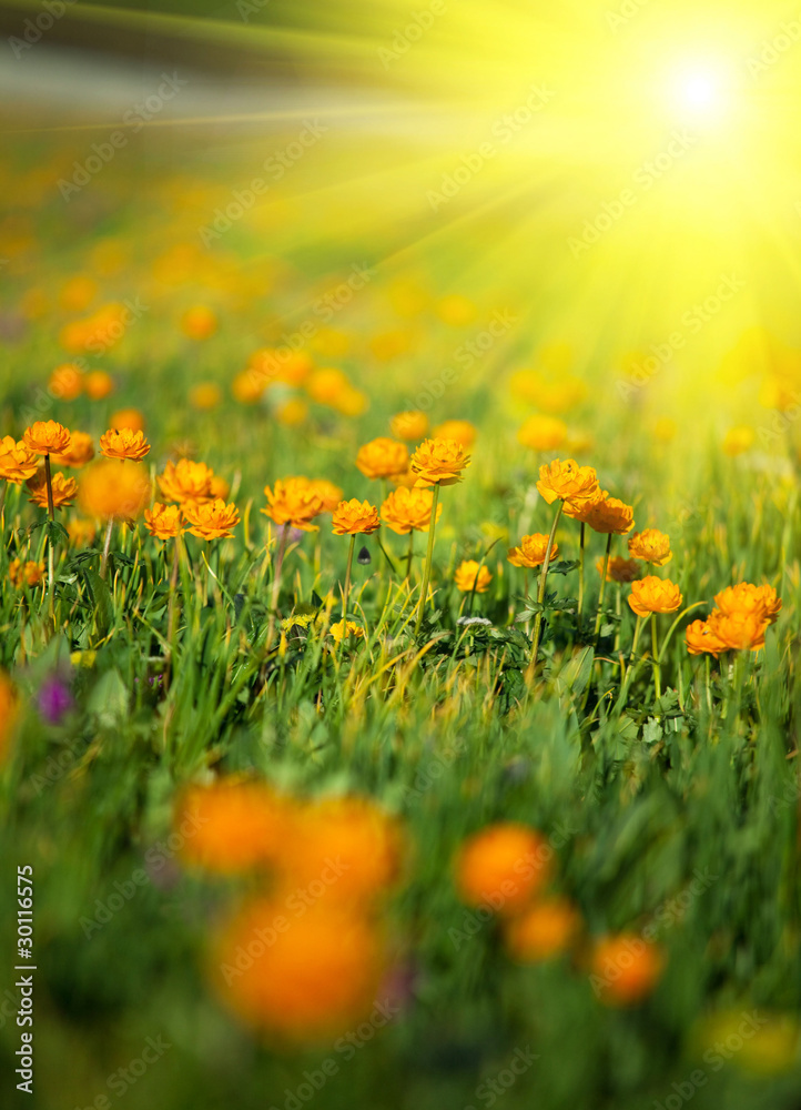 Fototapeta premium Meadow