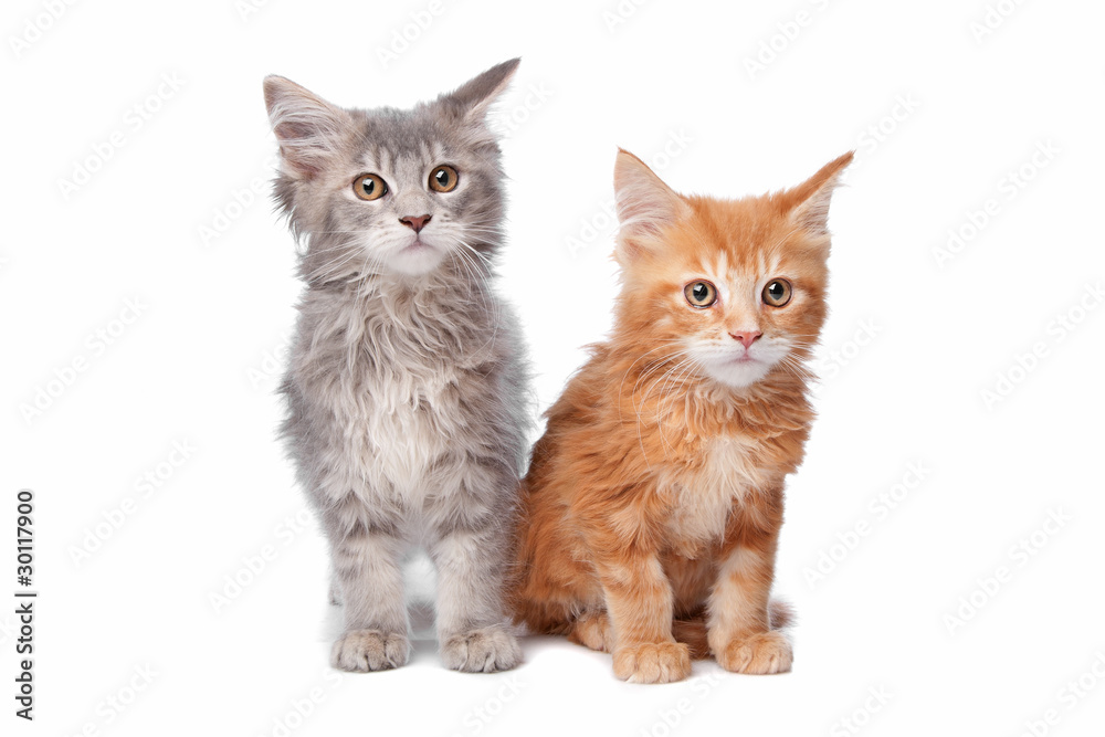 Fototapeta premium two main coon kittens