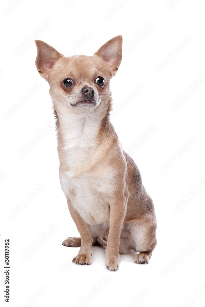 short haired chihuahua