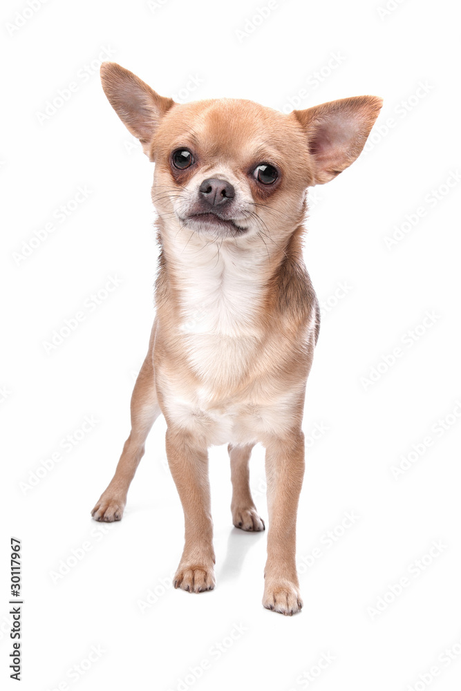 short haired chihuahua