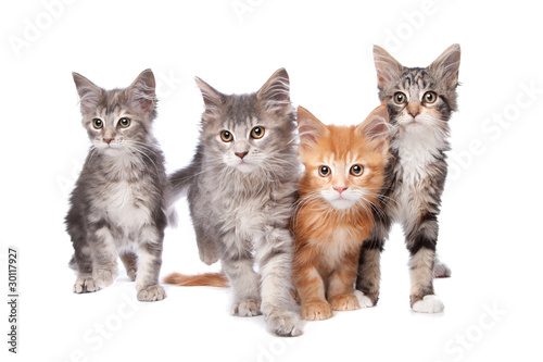 Fototapeta Naklejka Na Ścianę i Meble -  four main coon kittens