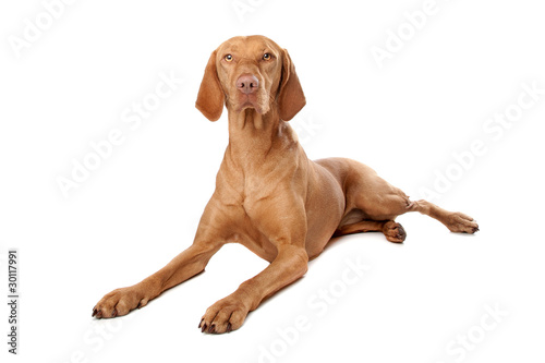 Canvastavla Hungarian Vizsla
