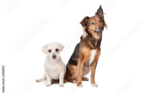 two dogs isolated on a white background