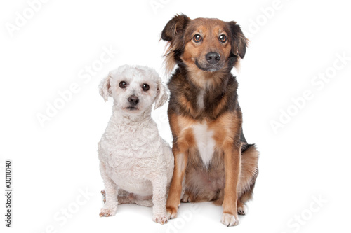 two dogs isolated on a white background © Erik Lam
