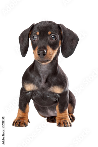 Dachshund, Teckel puppy © Erik Lam