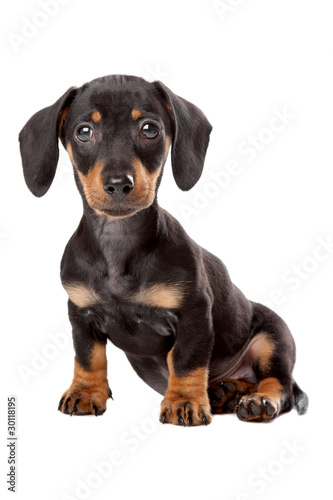 Dachshund  Teckel puppy