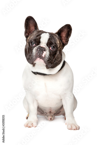 Fototapeta Naklejka Na Ścianę i Meble -  Cute French Bulldog