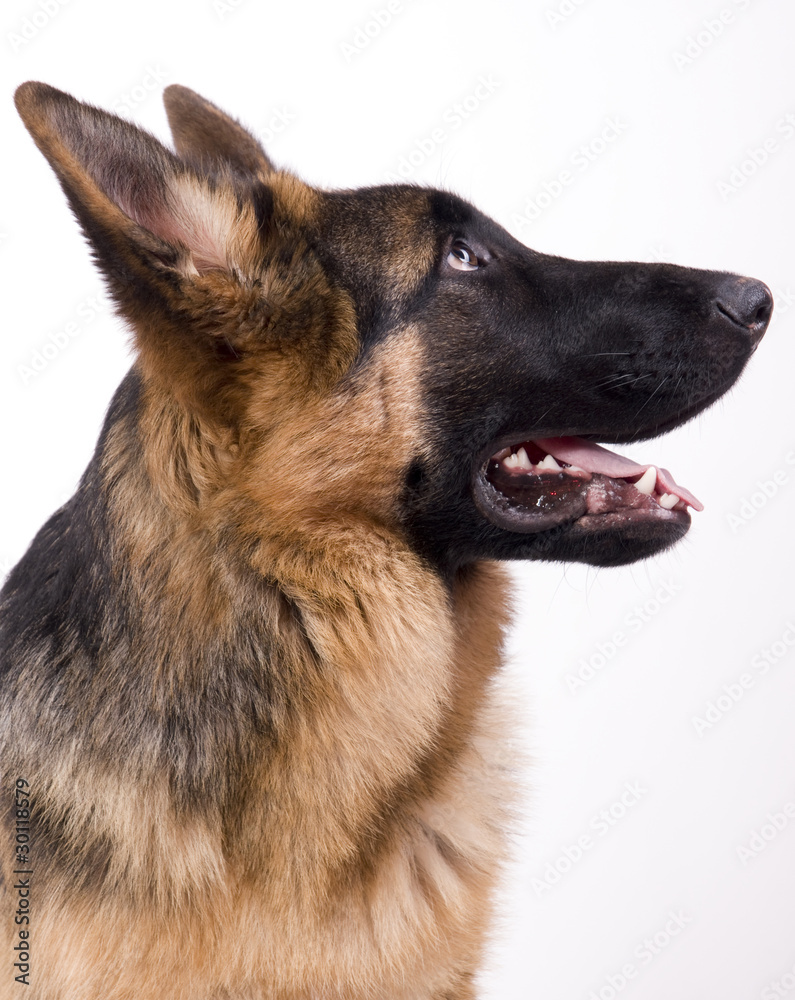 profil d'un jeune berger allemand profil d'un jeune berger allemand
