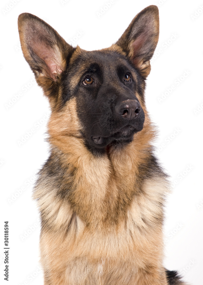 jeune chien de 6 mois berger allemand
