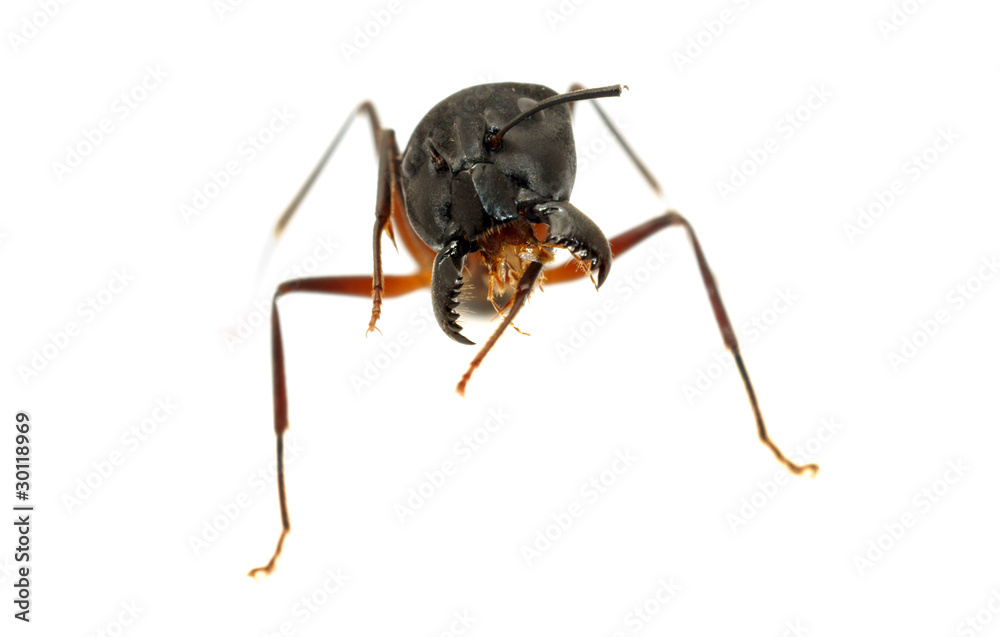 Ant isolated on white background Ant isolated on white background