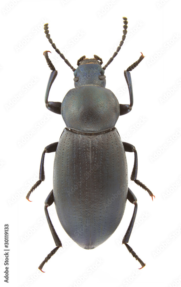 Raiboscelis azureus