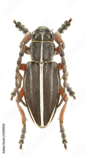 Pedestredorcadion tauricum photo